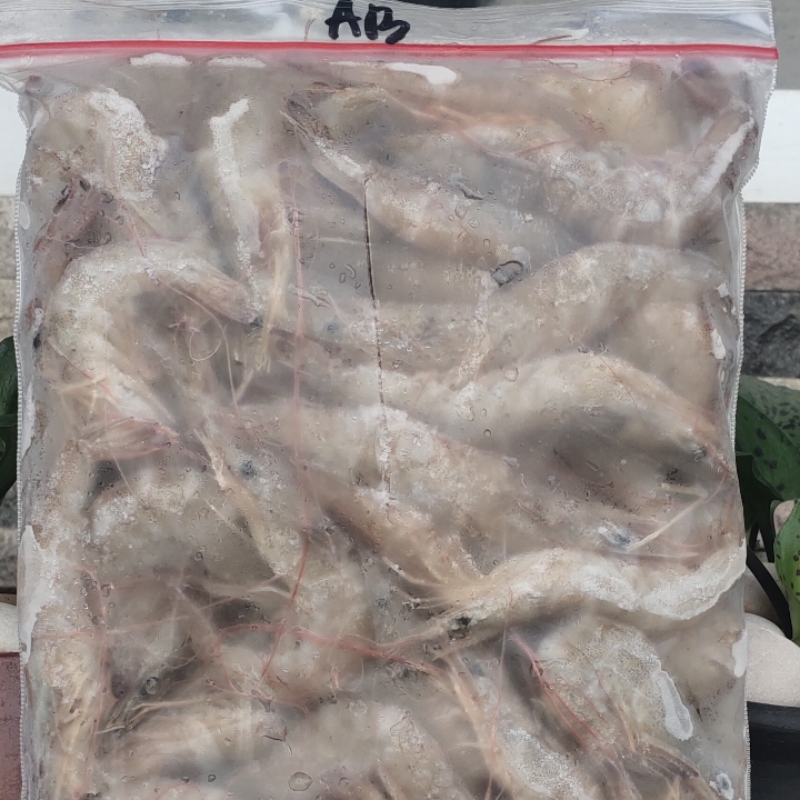 Udang Beku Size Besar