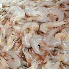 Udang panami