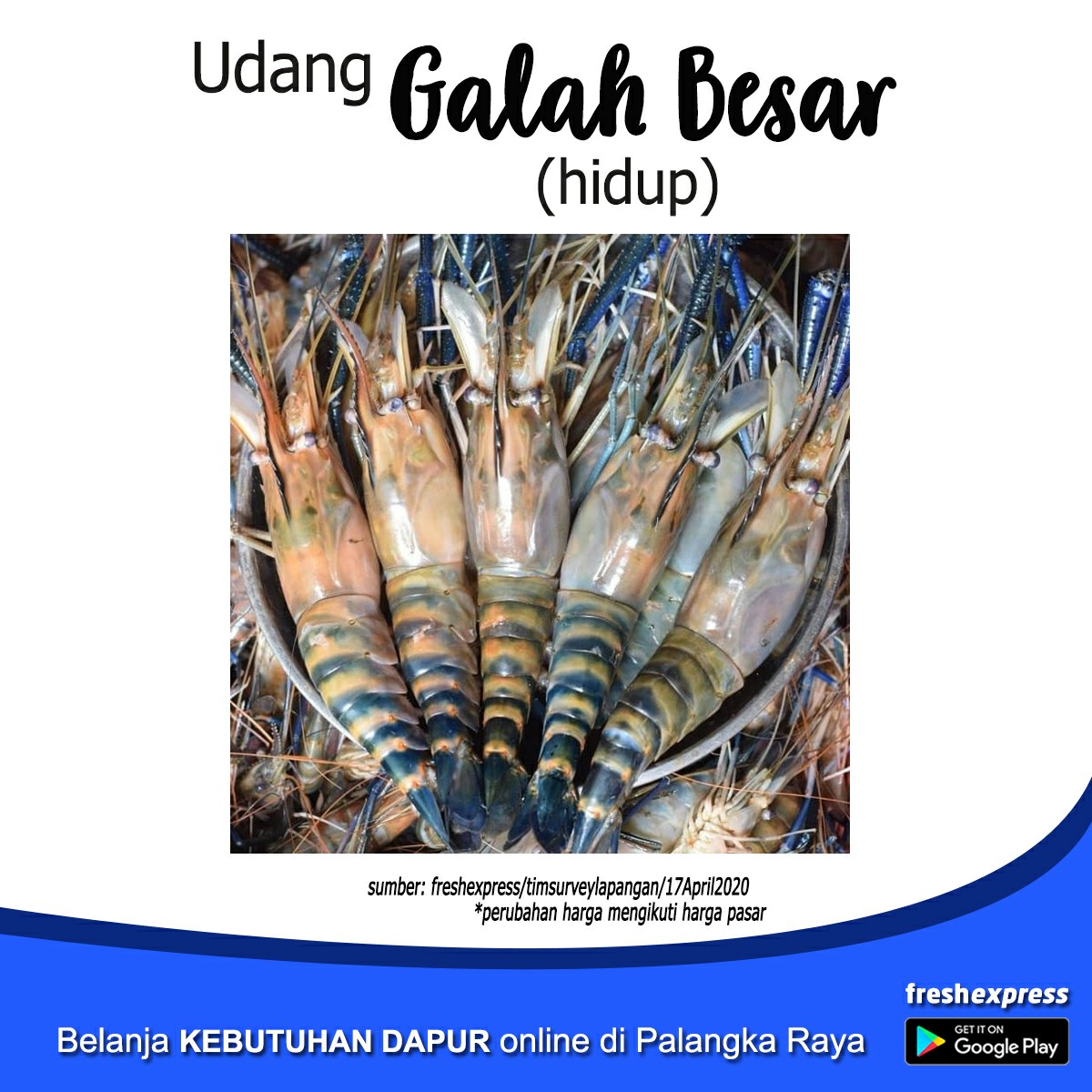 Udang Galah Besar Hidup - 1Kg