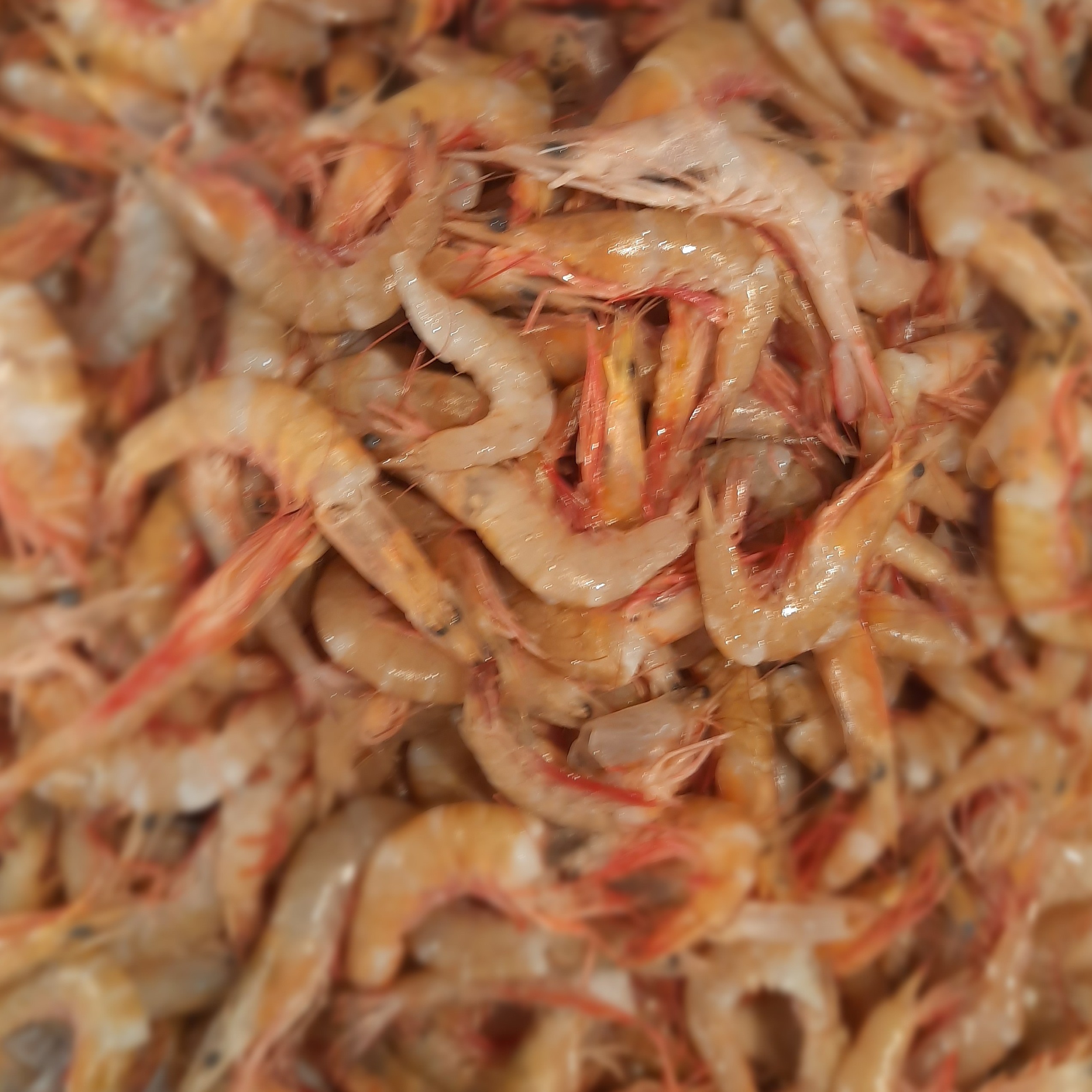 UDANG LAUT KEMASAN 1KG