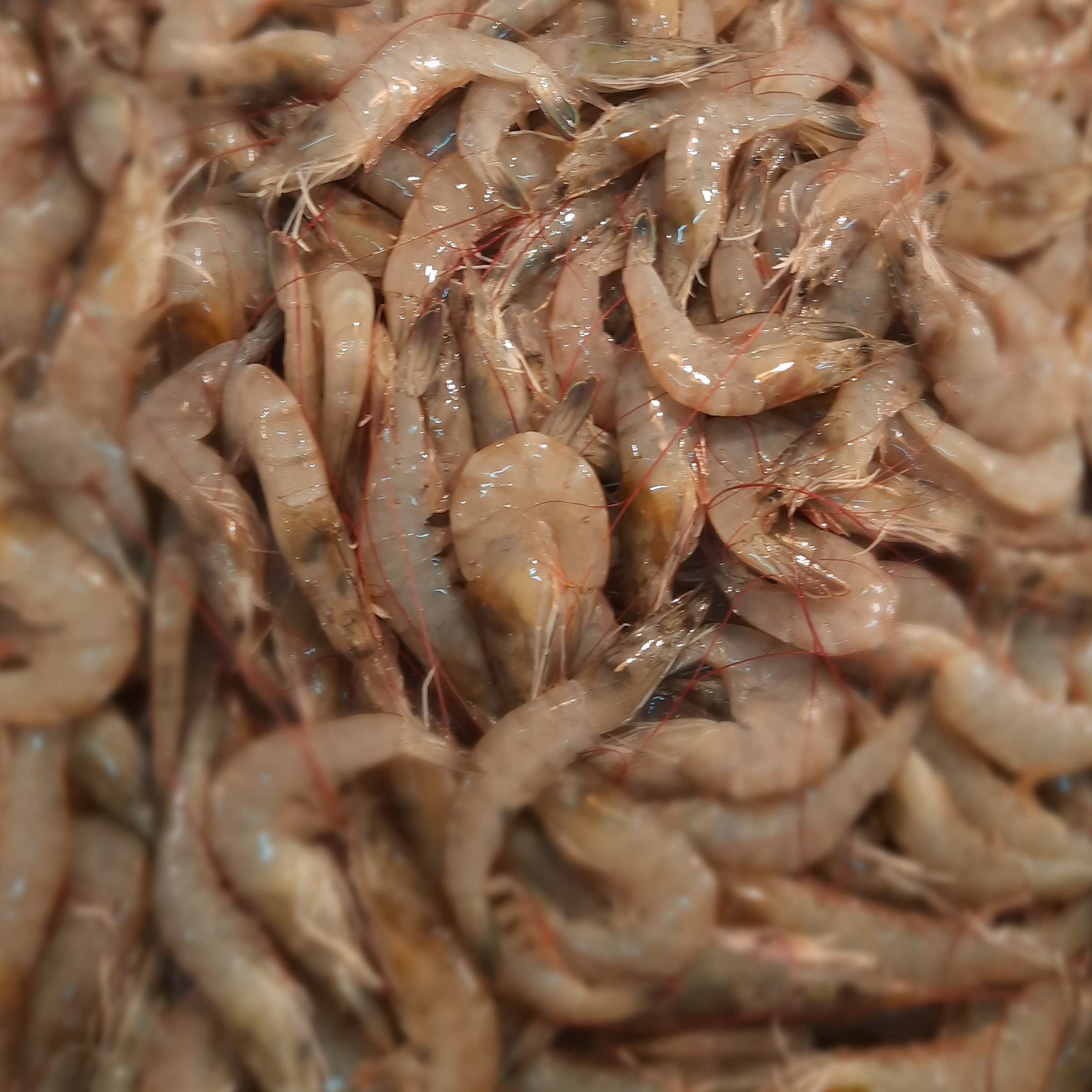 UDANG PANAMI 1KG