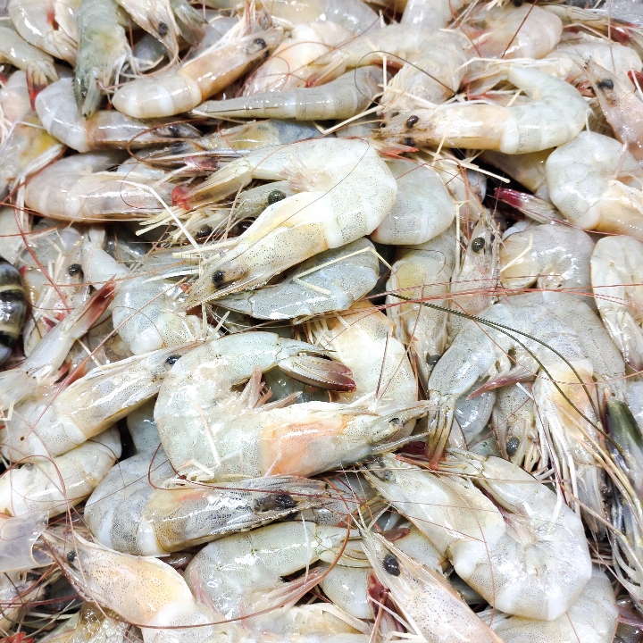 Udang Peci Laut Tanggung