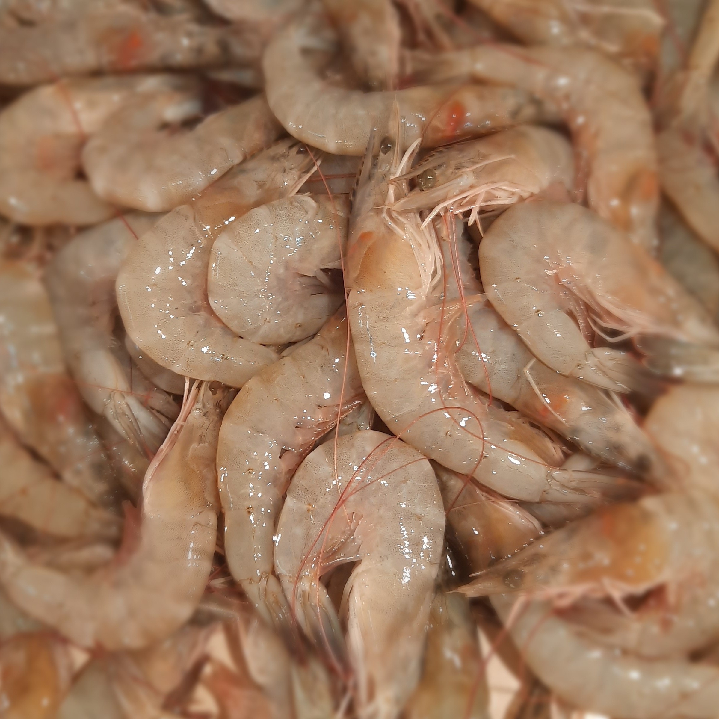 Udang Peci Premium Ukuran Sedang