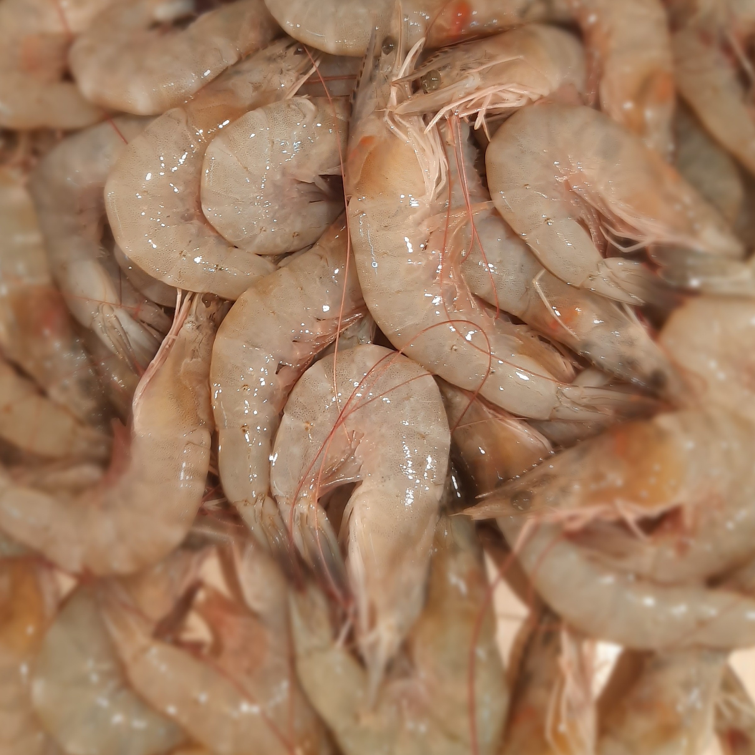 UDANG PECI BESAR 1KG