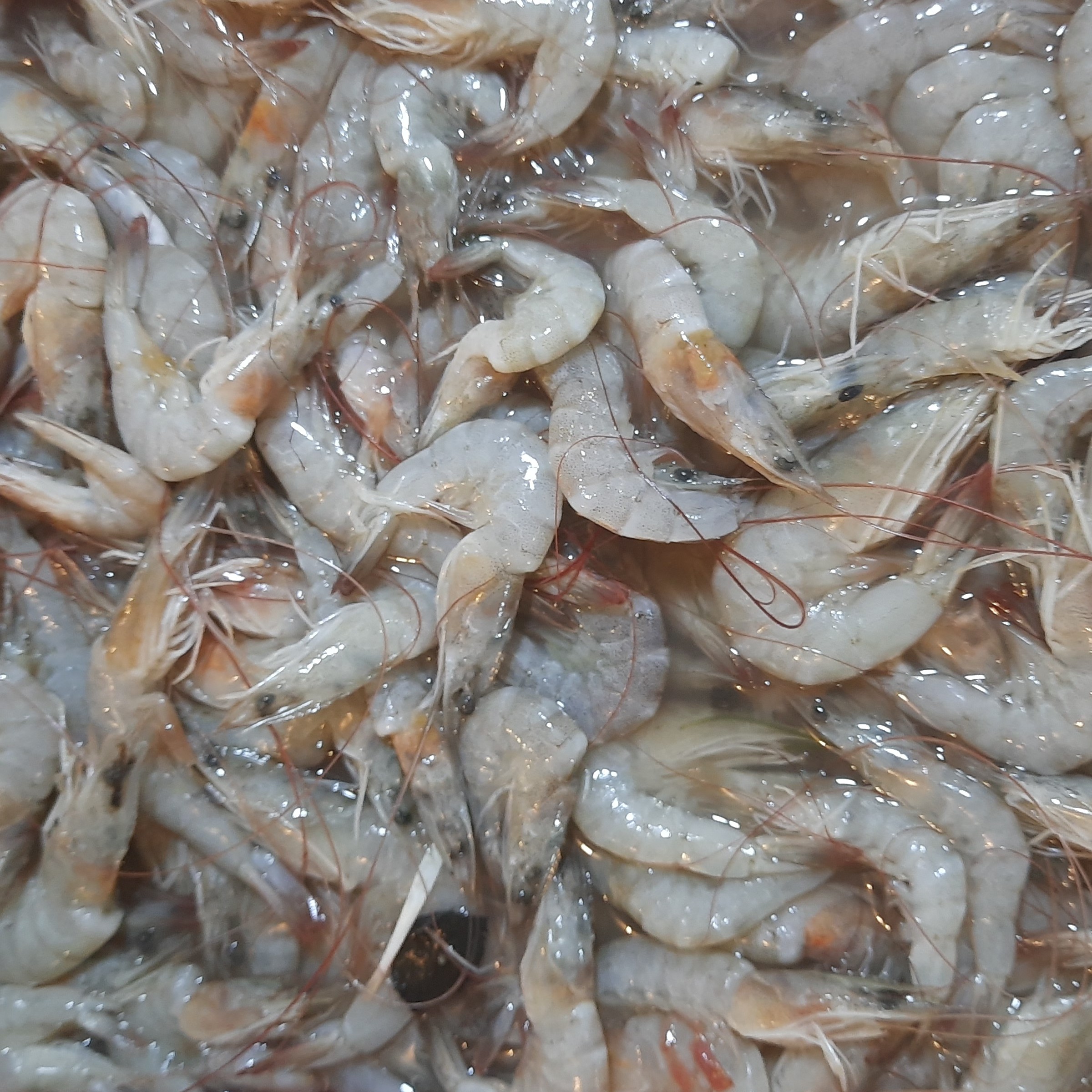 Udang Peci Ukuran Sedang