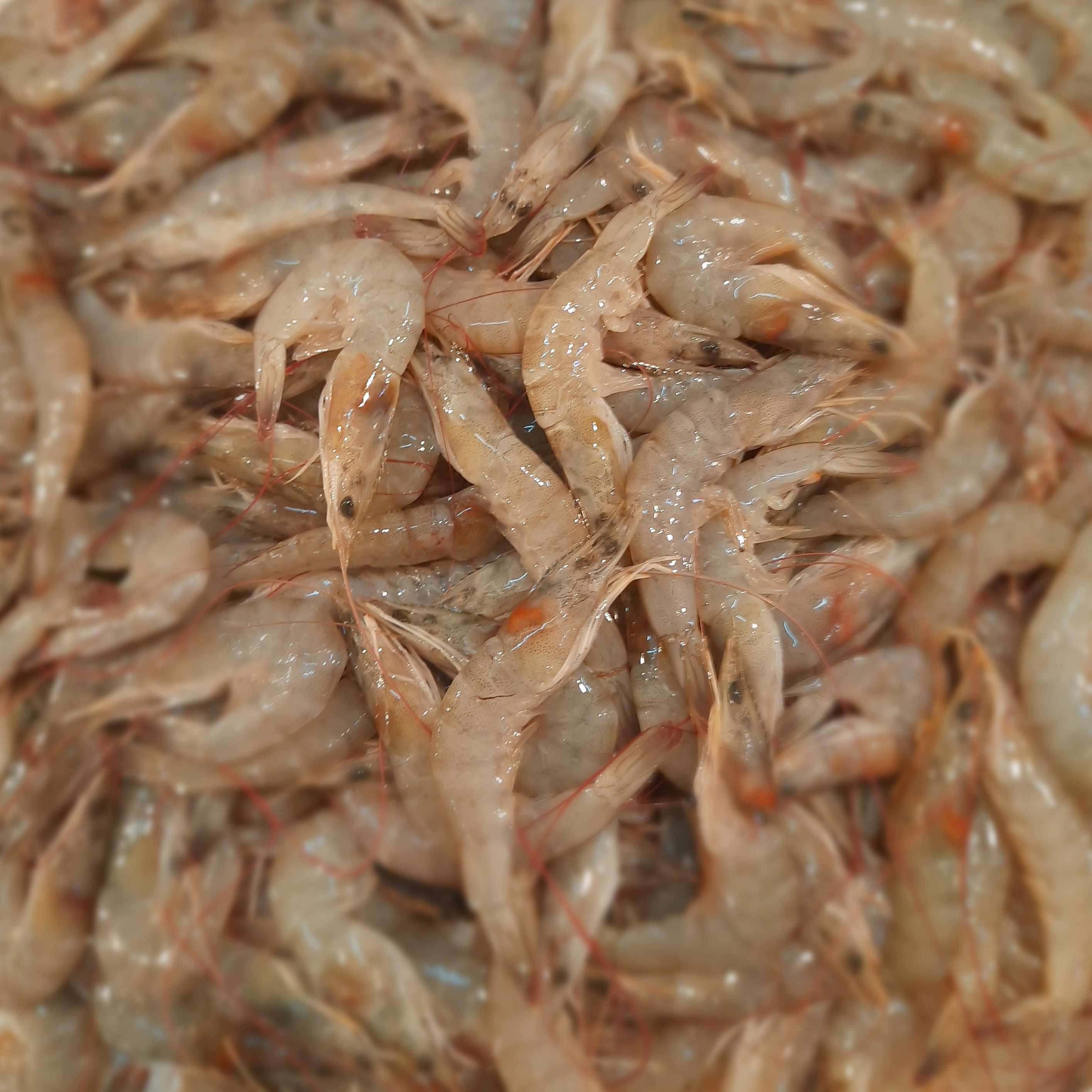 UDANG PECI SEDANG 1KG