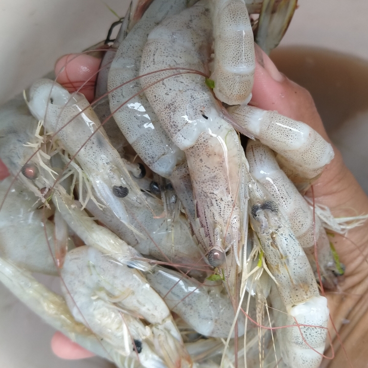 Udang Putih Sedang