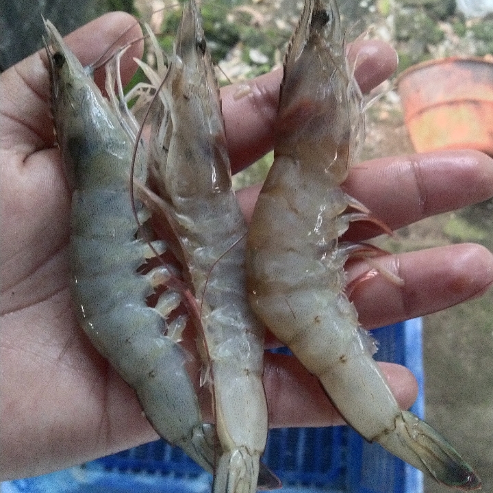 Udang Sedang