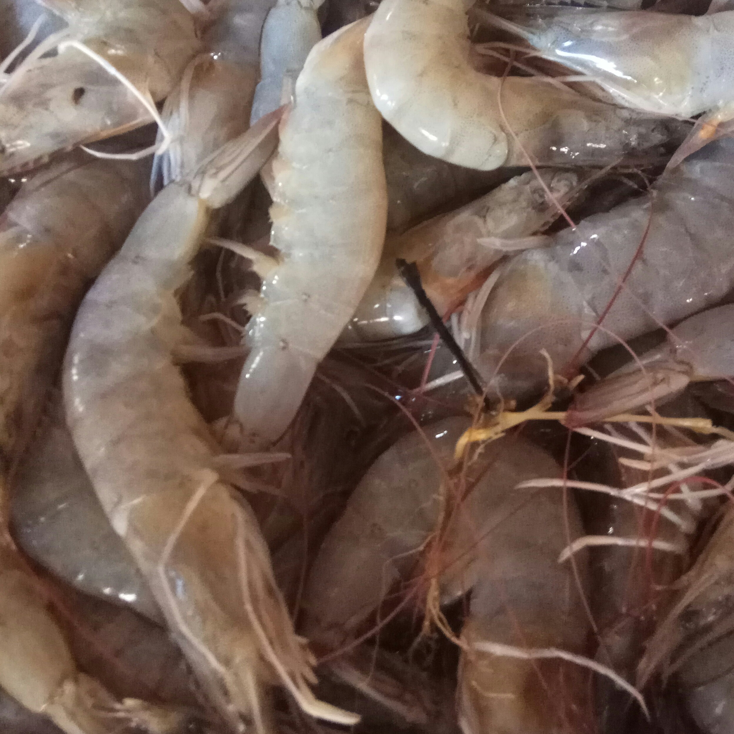 Udang Sedang 500g