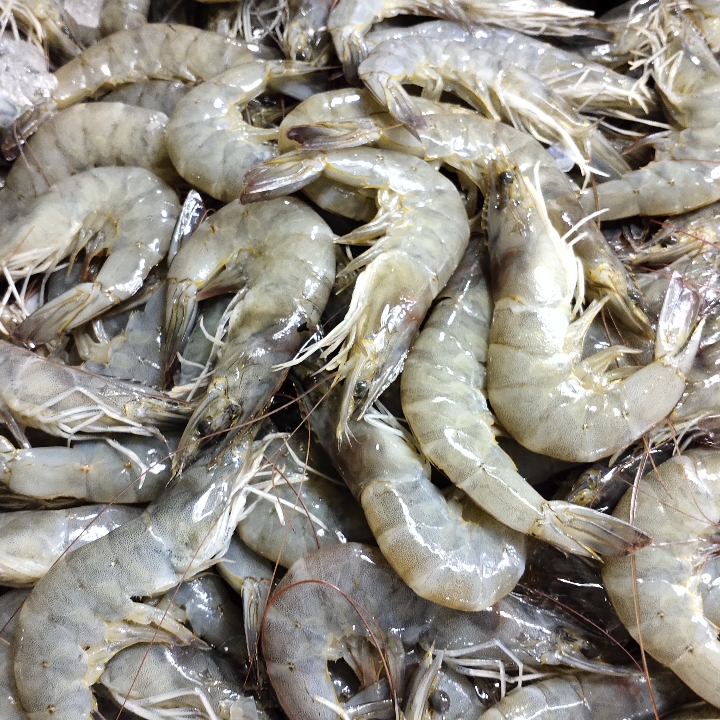 Udang Vaname Besar