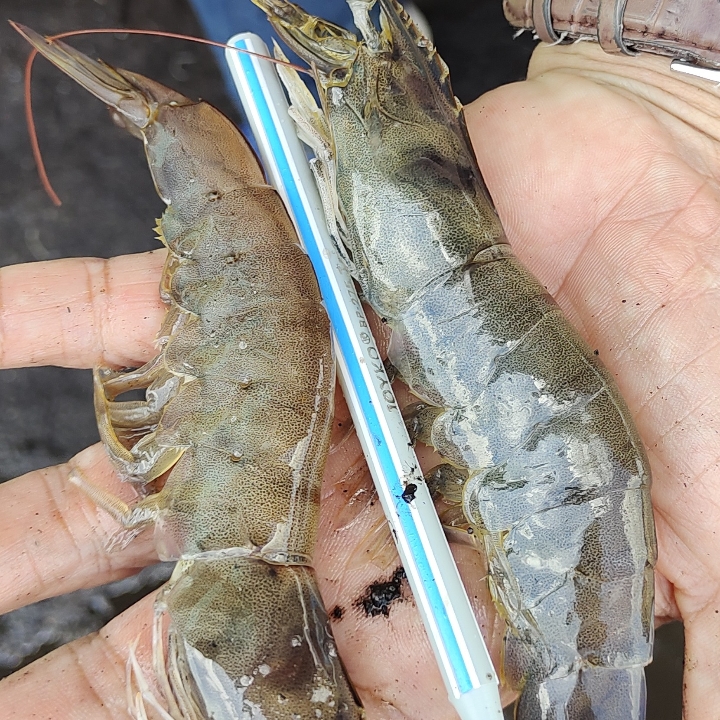 Udang Vaname Segar