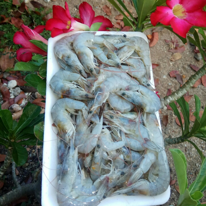 Udang Vanami