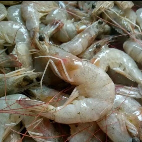 Udang Vanamie