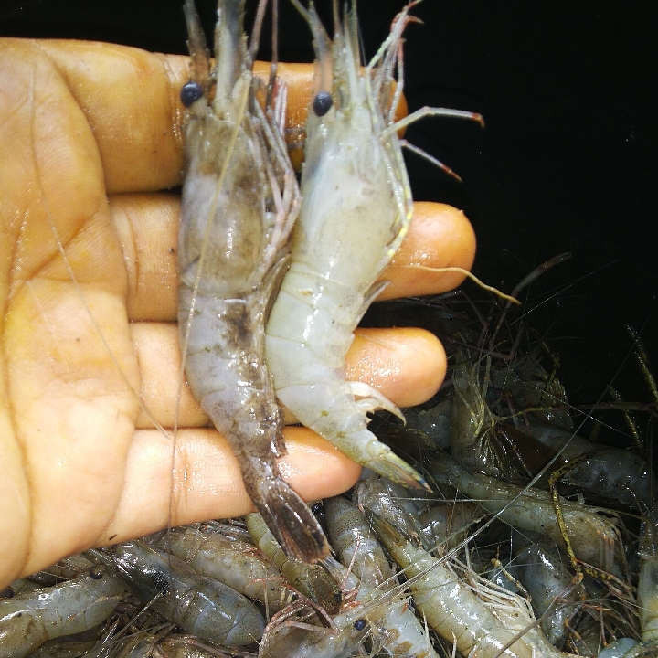 Udang Wuku