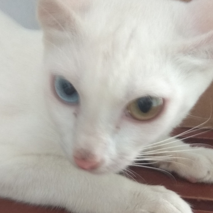 White Cat