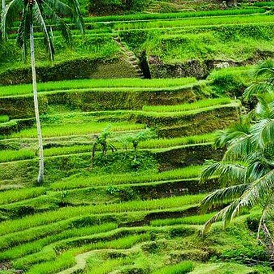 bali ubud tour 3