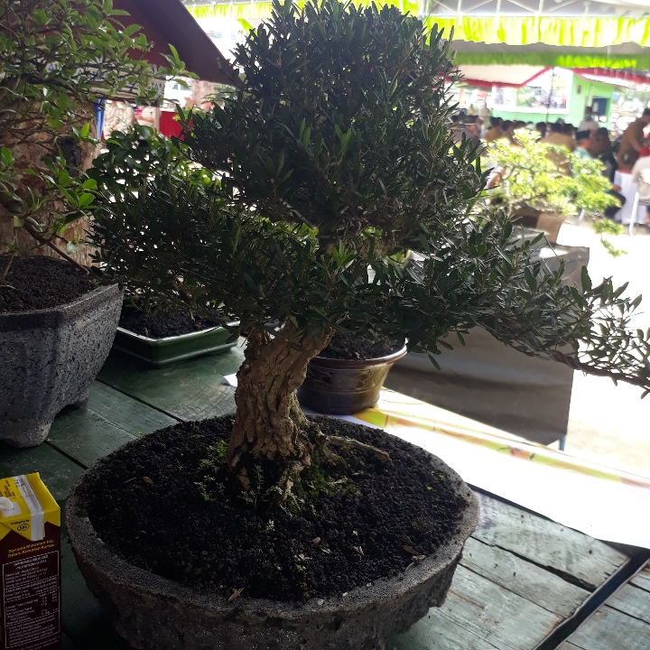 bonsai boksus