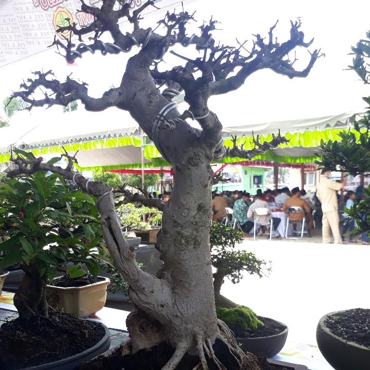 bonsai serut