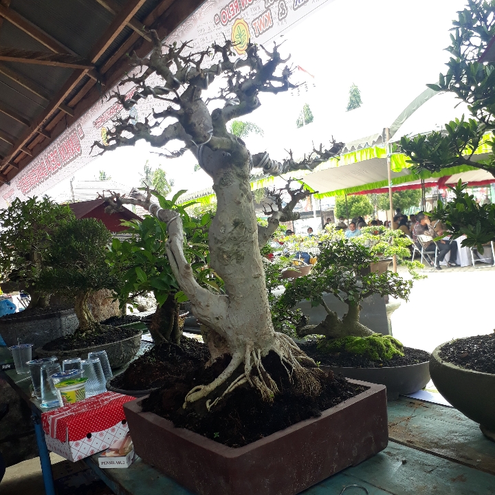 bonsai serut 2