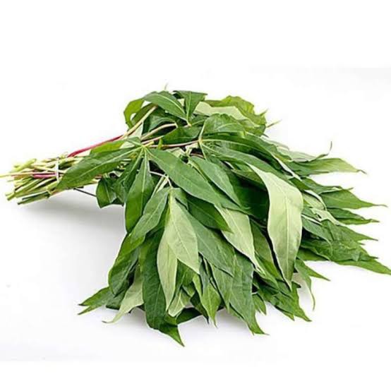 daun Singkong