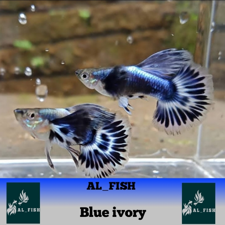 ikan Hias Guppy Blue Ivory  