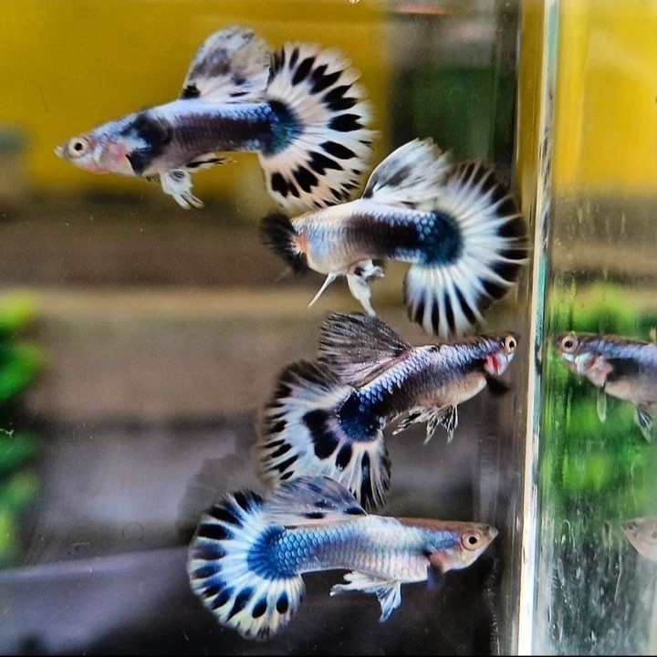 ikan Hias Guppy Blue Ivory   2