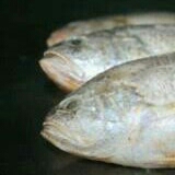 ikan gulama