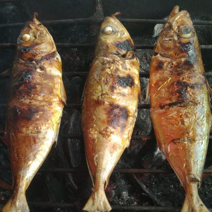 ikan katombong