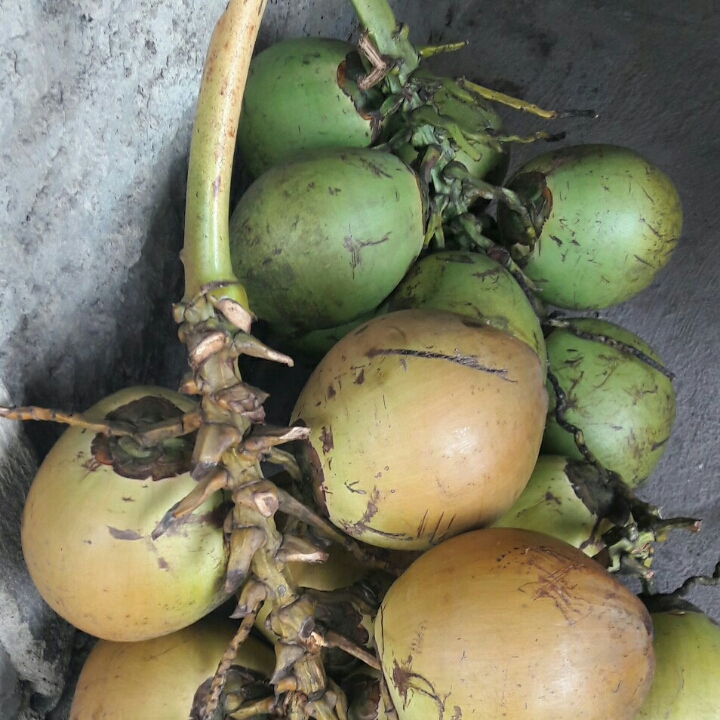 kelapa wulung 