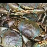 kepiting laut dan bakau