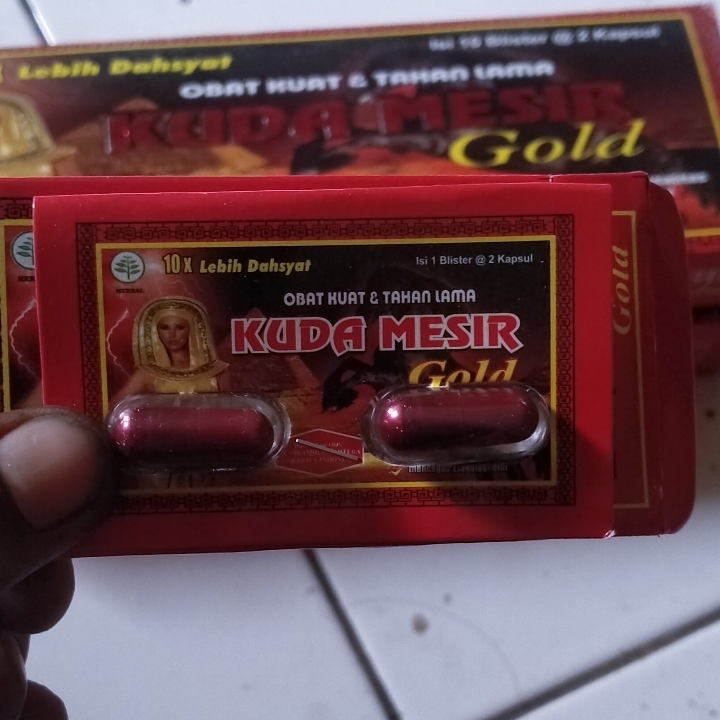 kuda mesir gold blister