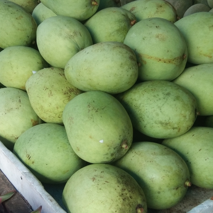 mangga gadung