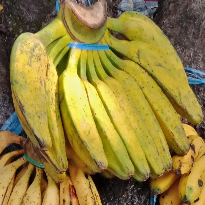 pisang kepok