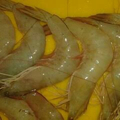 udang jerbung